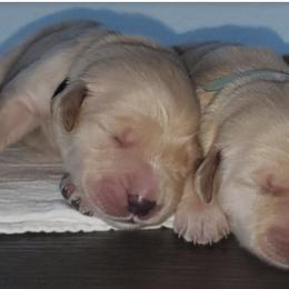 Golden Retriever Puppies from Southern Golden Retrievers