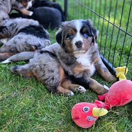 Thelma lou - Blue female Companion Cross puppy in Viking, Minnesota from Son Shine Farm
