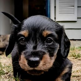 Dachshund Puppies from Sesame Doxies