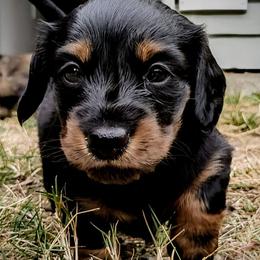 Dachshund Puppies from Sesame Doxies