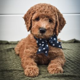 Goldendoodle Puppies from AZ Ohana Doodles