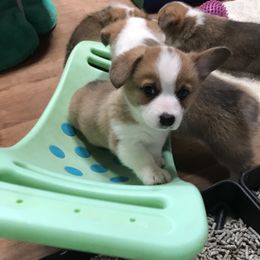 Golden Retriever and Pembroke Welsh Corgi Puppies from Shire Springs Kennels