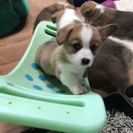 Golden Retriever and Pembroke Welsh Corgi Puppies from Shire Springs Kennels