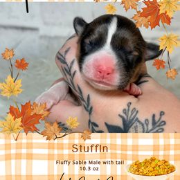 Stuffing - Sable and white male American Corgi puppy in Greenwood, Indiana from Witch Creek Corgis