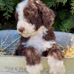 Duke - Brown and white male Aussiedoodle puppy in Denton, Maryland from Royal Conron Doodles