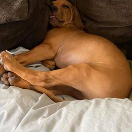 Rhodesian Ridgeback Puppies from Aziza Ridgebacks