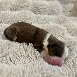 Annabelle - Chocolate merle female Bernedoodle puppy in Springville, Utah from Oodles of Bernedoodles