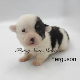 AKC mismark Ferguson - Black and tan male Pembroke Welsh Corgi puppy in Casper, Wyoming from Flying Note Shorties