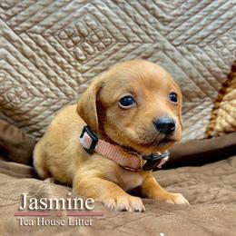 Jasmine - Red female Dachshund puppy in Toquerville, Utah from Rockindachs