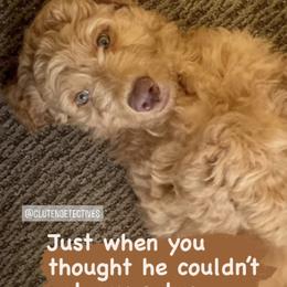 Goldendoodle Puppies from Lundee Doodles