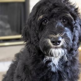 Umbreon - Bernedoodle puppy from Our Little Farm Life Doodles