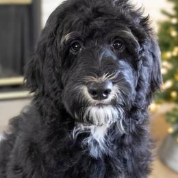 Umbreon - Bernedoodle puppy from Our Little Farm Life Doodles