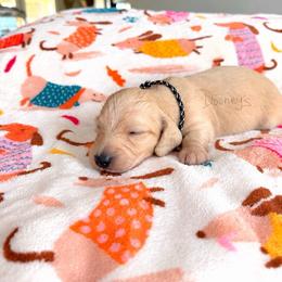 Edward - Cream male Dachshund puppy in Molino, Florida from Dooney's Dachshunds