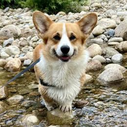Cardigan Welsh Corgis and Pembroke Welsh Corgis from Dinger’s Dogs