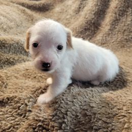 Snowball - White female Poodle puppy in Laton, California from McMillan Family Kennels