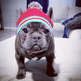 Bulldogs from Authentic Bullys