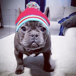 Bulldogs from Authentic Bullys
