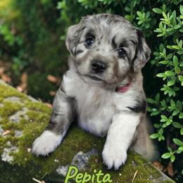 Pepita - Blue merle female Aussiedoodle puppy in Lebanon, Oregon from Abbott Family Farm
