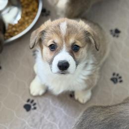 Lollie - Pembroke Welsh Corgi
