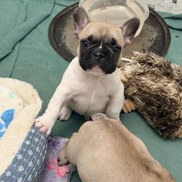 Valentino - Fawn and white male French Bulldog puppy in Omaha, Nebraska from Schoville Bulldogs