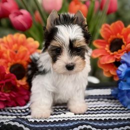 2 - Black tan and white female Biewer Terrier puppy in Lathrop, California from Forever Charmed