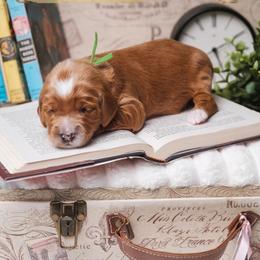 Fitz - Red  male Goldendoodle puppy in New Lenox, Illinois from New Doods On The Block
