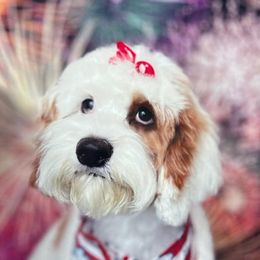 Cockapoo and Goldendoodle Puppies from Robbin's Treasures