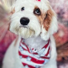 Cockapoo and Goldendoodle Puppies from Robbin's Treasures