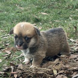 Girl 2 - Red female Pembroke Welsh Corgi puppy in Ocala, Florida from Rivermont Farm