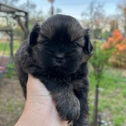 Puppy 2 - Brindle male Shih Tzu puppy in Whittier, California from Shihtzu
