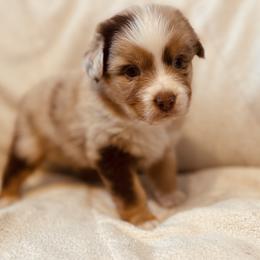 Trouble - Red merle male Australian Shepherd puppy in Fort Recovery, Ohio from Mud Path Australian Shepherds