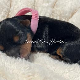 Pink girl - Blue and gold female Yorkshire Terrier puppy in Alaska from Arctic Rose Yorkies