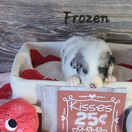 Border Collies from The George's dogs and puppies