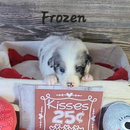 Border Collies from The George's dogs and puppies