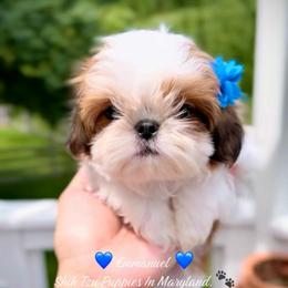 Emmanuel - Red and white male Shih Tzu puppy in Frederick, Maryland from Shih Tzu Puppy in Maryland