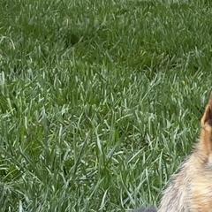 Chili - German Shepherd