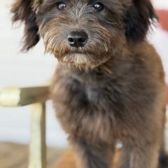 Patty Pink - Black female Whoodle puppy in Youngstown, Florida from Wonderland’s Boujie Kennels
