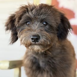 Patty Pink - Black female Whoodle puppy in Youngstown, Florida from Wonderland’s Boujie Kennels