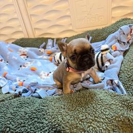 Remy - Fawn female French Bulldog puppy in Neenah, Wisconsin from Mimosa Acres French Bulldogs LLC