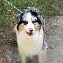 Australian Shepherd puppies from Red Cloud Australian Shepherds and DeGray Great Danes & Bulldogs