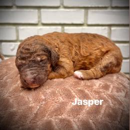 Jasper - Brown male Poodle puppy in Athens, Georgia from Alexander’s Standard Poodles