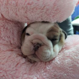 Bulldog Puppies from Luka Brasi Bullies LLC