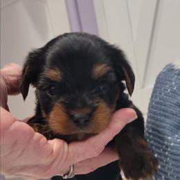Blackey - Black and tan male Yorkshire Terrier puppy in Chickasha, Oklahoma from SISSYS YORKIES