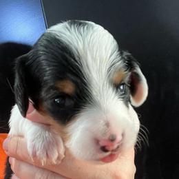 Angelica - Piebald female Dachshund puppy in Bigfork, Minnesota from Dachshunds Up North