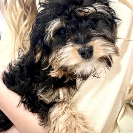 Cavapoo Puppies from PuppybuddyUSA