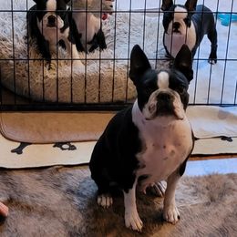 Boston Terrier Puppies from Tre Run Bostons