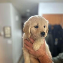 Pink collar female - Light golden female Golden Retriever puppy in Rainier, Washington from Hanson’s NW Goldens & Doodles