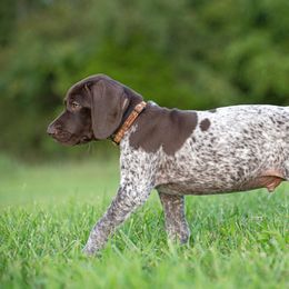 German Shorthaired Pointer and Vizsla Puppies from Nosam Kennels