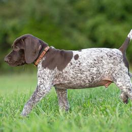 German Shorthaired Pointer and Vizsla Puppies from Nosam Kennels