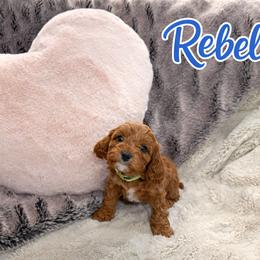 Cavapoo Puppies from H&H Cavapoos